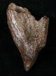 Partially Rooted Triceratops Tooth - Montana #16028-2